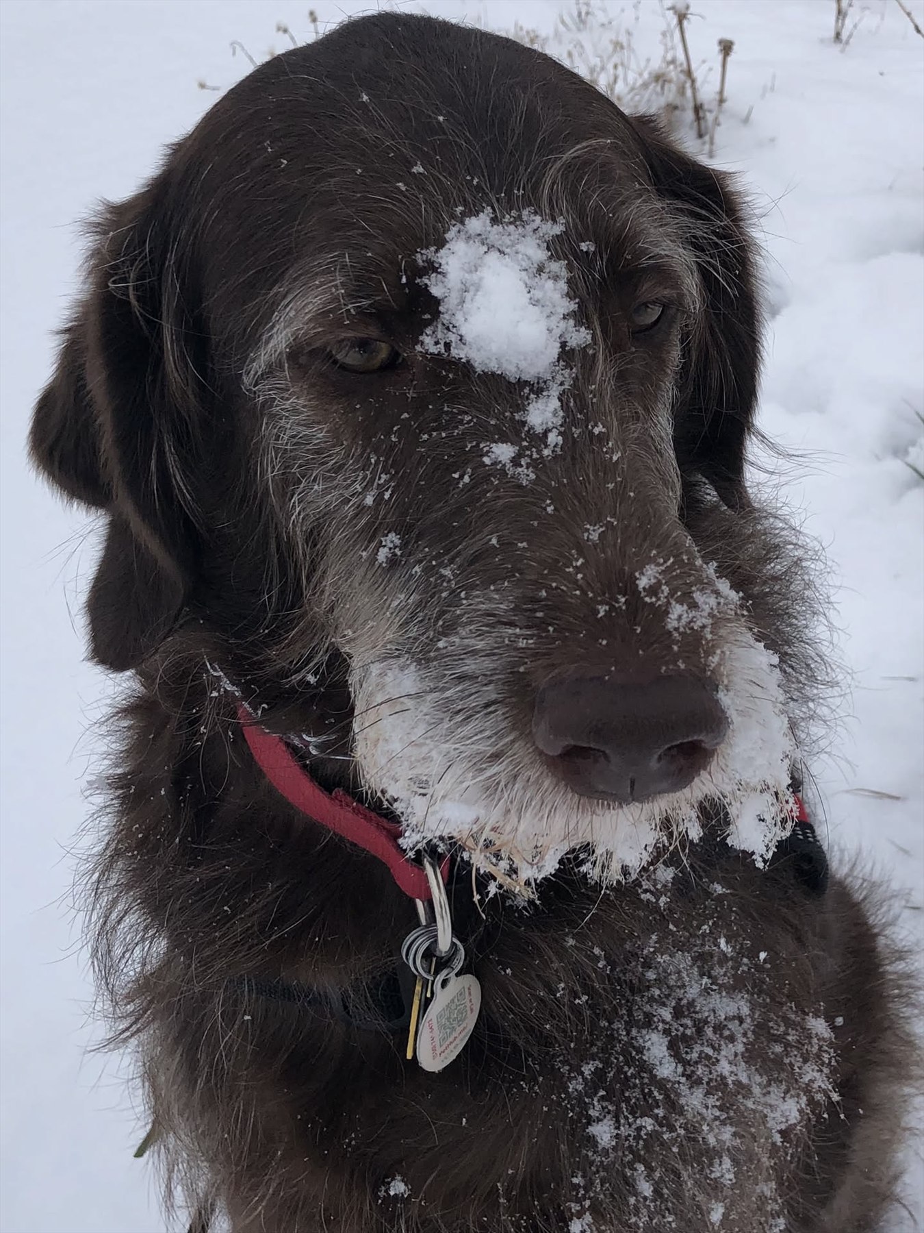 Close portrait of Maverick with snow on his face